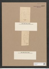 Pleurosigma sp. (de-Toni-Nr.: Genus 13) Zeichnungen Sammlung Grunow Nr. 2163 (NHMW-BOT-W0369220)